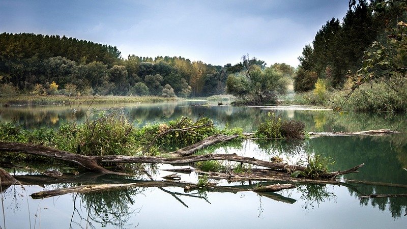 Floodplain forest at the Danube