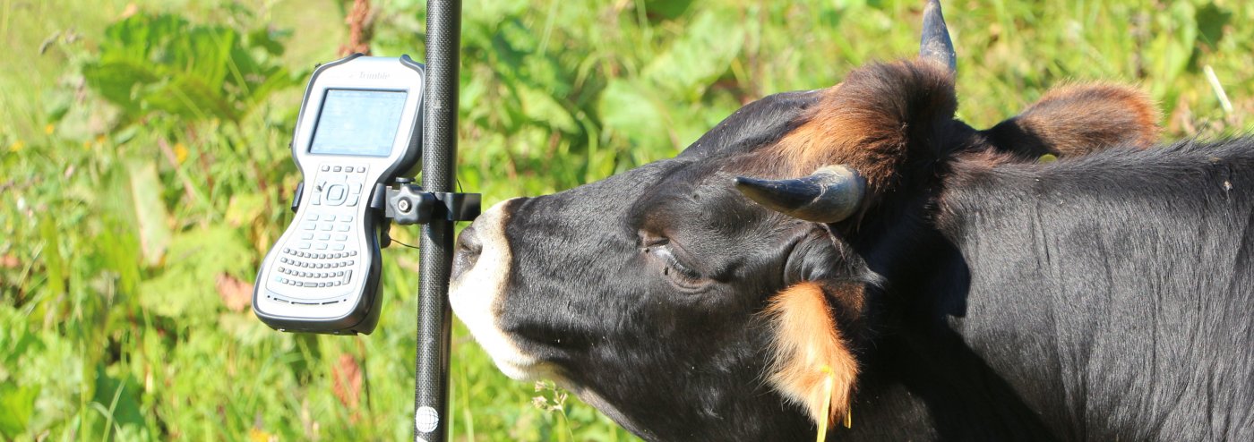 Cows meets Measurement Divices